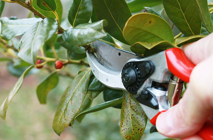 Yard Maintenance Pruning